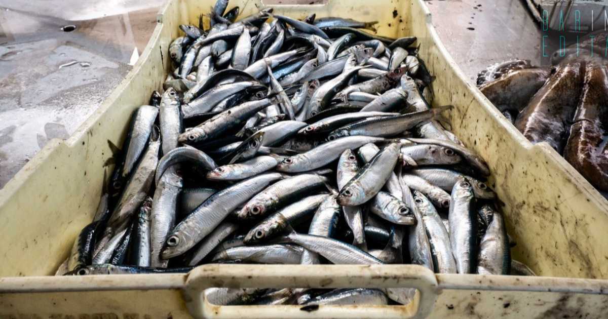 Da "oro del mare" a prodotto di poco valore: il pesce azzurro non lo vuole pi� nessuno